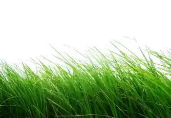 Foto Effekt från kategori Olika № 101116