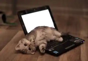 Foto Effekt från kategori Olika № 101158