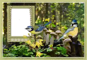 Foto Effekt från kategori Olika № 102602