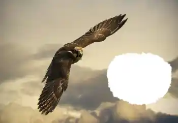 Foto Effekt från kategori Olika № 114515 Foto Effekt från kategori Olika № 114515