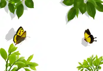 Foto Effekt från kategori Olika № 117282