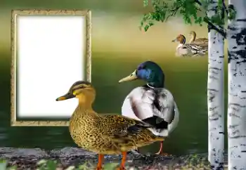 Foto Effekt från kategori Olika № 132884