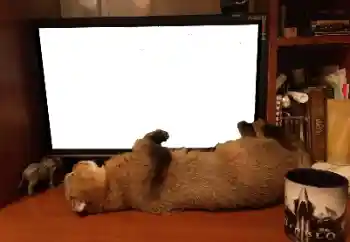 Foto Effekt från kategori Olika № 141110