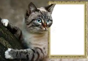 Foto Effekt från kategori Olika № 145118 Foto Effekt från kategori Olika № 145118