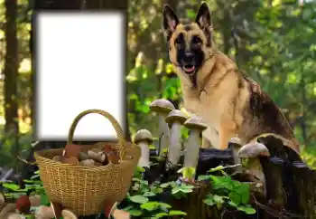 Foto Effekt från kategori Olika № 153015