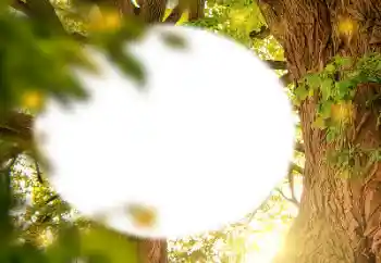 Foto Effekt från kategori Olika № 157231