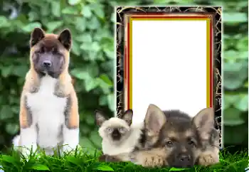 Foto Effekt från kategori Olika № 167876 Foto Effekt från kategori Olika № 167876