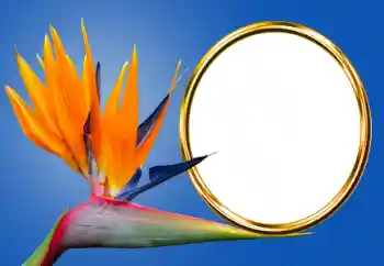 Foto Effekt från kategori Olika № 170605 Foto Effekt från kategori Olika № 170605