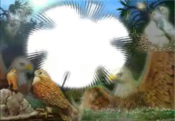 Foto Effekt från kategori Olika № 22183