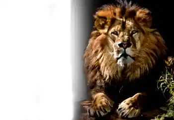 Foto Effekt från kategori Olika № 37239