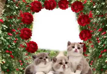 Foto Effekt från kategori Olika № 60206 Foto Effekt från kategori Olika № 60206