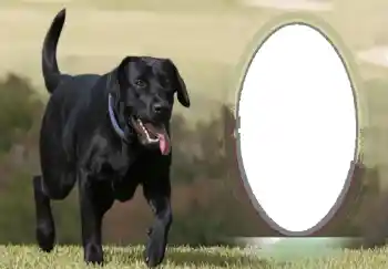 Foto Effekt från kategori Olika № 68746