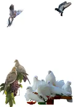 Foto Effekt från kategori Olika № 81632