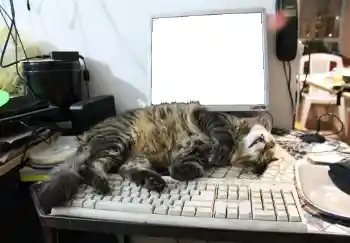 Foto Effekt från kategori Olika № 93455