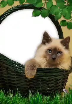 Foto Effekt från kategori Olika № 9561