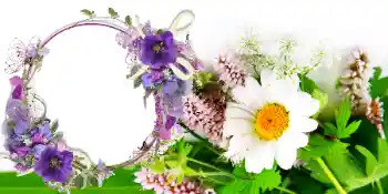 Foto Effekt från kategori Vykort till 8 mars № 42739