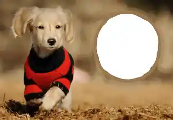 Inskriptionen på ramen: Gott Nytt År! Inskriptionen på ramen: Gott Nytt År!