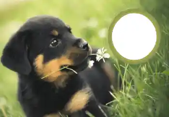 Inskriptionen på ramen: Gott Nytt År! Inskriptionen på ramen: Gott Nytt År!