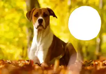 Foto Effekt från kategori Vykort till nyår № 68757