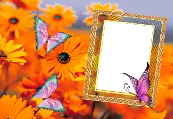 Foto Effekt från kategori Sommar № 112111