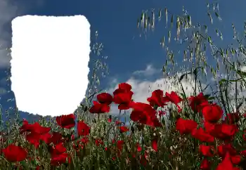 Foto Effekt från kategori Sommar № 114434