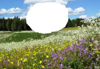 Foto Effekt från kategori Sommar № 114457 Foto Effekt från kategori Sommar № 114457