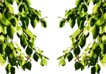 Foto Effekt från kategori Sommar № 114501 Foto Effekt från kategori Sommar № 114501