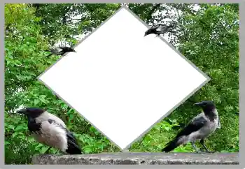 Foto Effekt från kategori Sommar № 131476