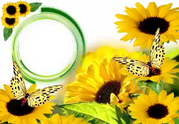 Foto Effekt från kategori Sommar № 134446