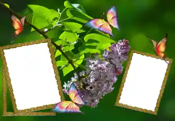 Foto Effekt från kategori Sommar № 81627