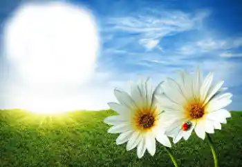 Foto Effekt från kategori Sommar № 89268 Foto Effekt från kategori Sommar № 89268