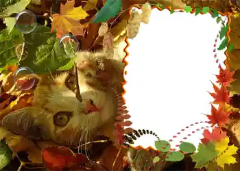 Foto Effekt från kategori Höst № 1020 Foto Effekt från kategori Höst № 1020