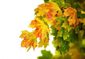 Foto Effekt från kategori Höst № 114235