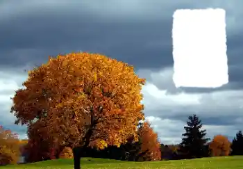 Foto Effekt från kategori Höst № 125889