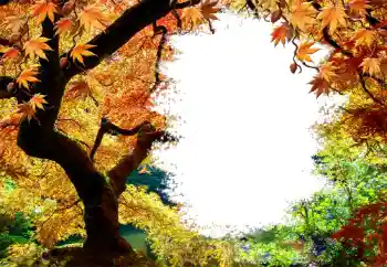 Foto Effekt från kategori Höst № 127046 Foto Effekt från kategori Höst № 127046