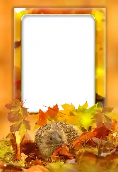 Foto Effekt från kategori Höst № 168000