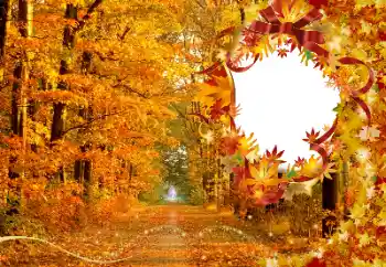 Foto Effekt från kategori Höst № 174120
