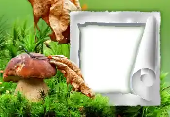 Foto Effekt från kategori Höst № 34933