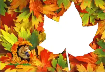 Foto Effekt från kategori Höst № 60345