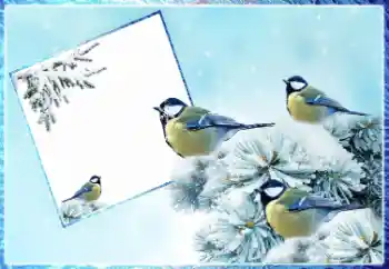 Foto Effekt från kategori Vinter № 87962