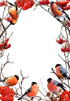 Foto Effekt från kategori Vinter № 90578