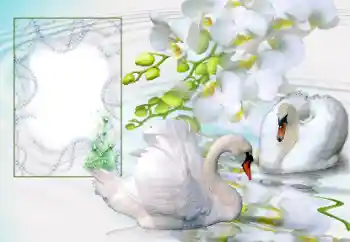 Foto Effekt från kategori Bröllops ramar № 166673