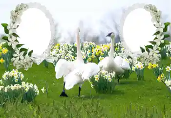 Foto Effekt från kategori Bröllops ramar № 169050