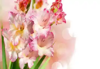 Foto Effekt från kategori Kvinna Fotoramar № 158438 Foto Effekt från kategori Kvinna Fotoramar № 158438