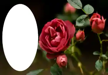 Foto Effekt från kategori Kvinna Fotoramar № 47314