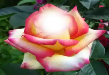 Foto Effekt från kategori Kvinna Fotoramar № 64187 Foto Effekt från kategori Kvinna Fotoramar № 64187