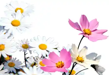 Foto Effekt från kategori Kvinna Fotoramar № 72152 Foto Effekt från kategori Kvinna Fotoramar № 72152