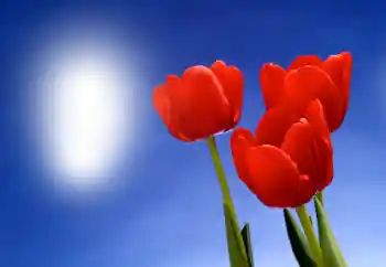 Foto Effekt från kategori Kvinna Fotoramar № 93395