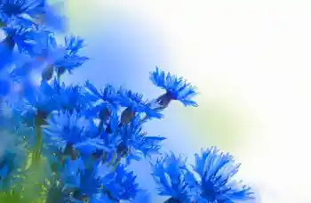 Foto Effekt från kategori Kvinna Fotoramar № 97638